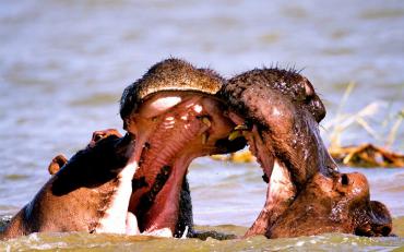 Hippos in the Water